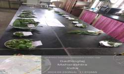 Exhibition of wild vegetables